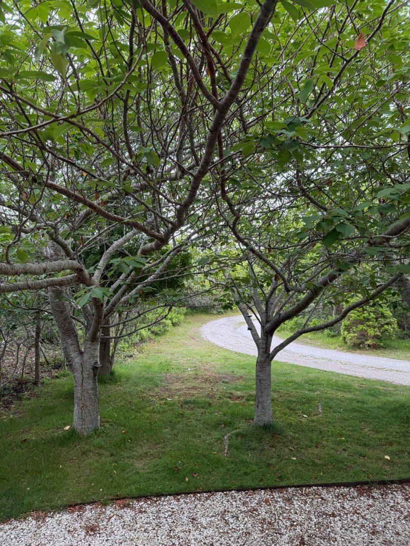 49 Tom Nevers Road, Nantucket — photo 4
