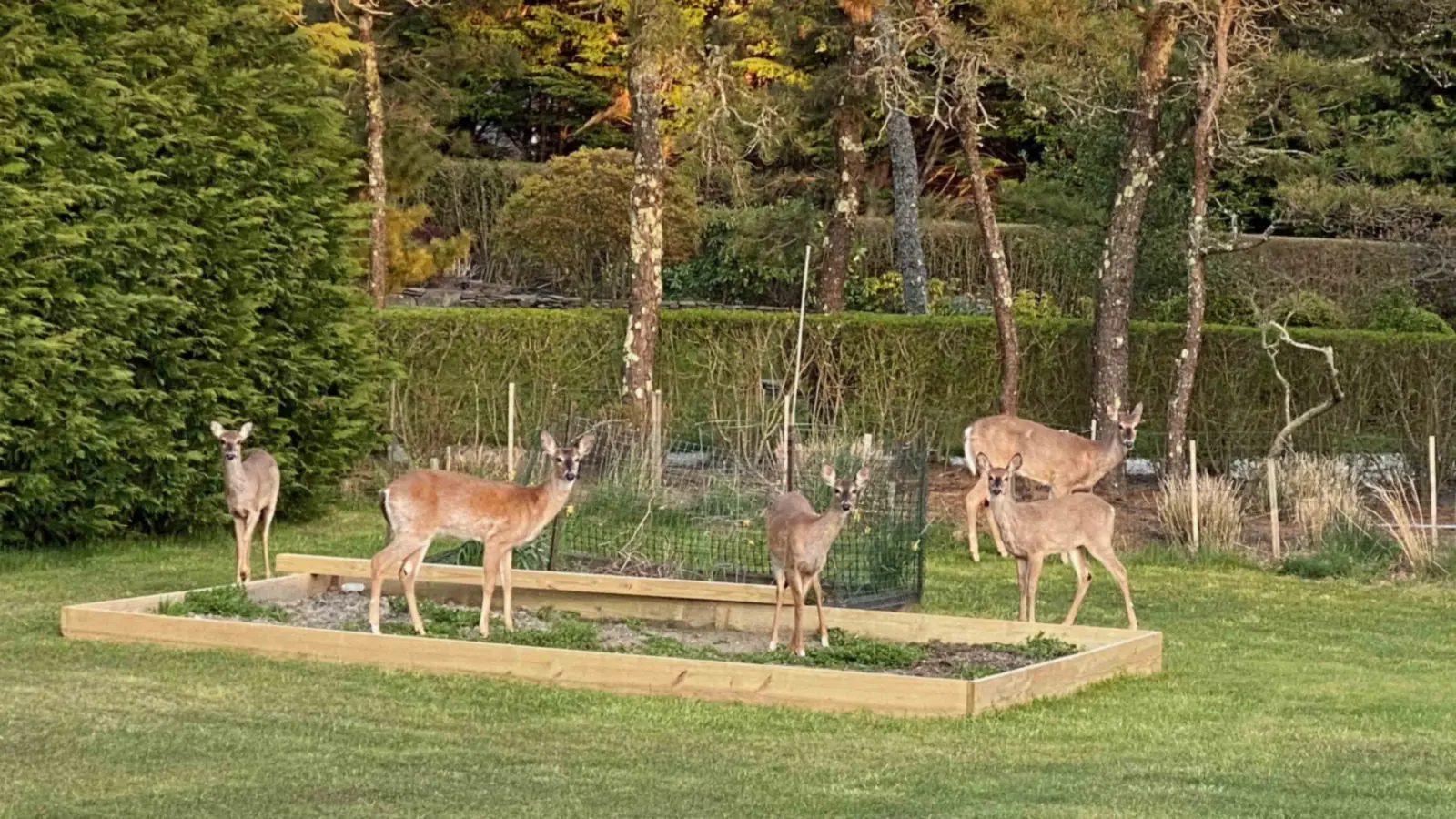 Five deer around a raised garden bed on a Nantucket lawn, a clipped hedge behind them
