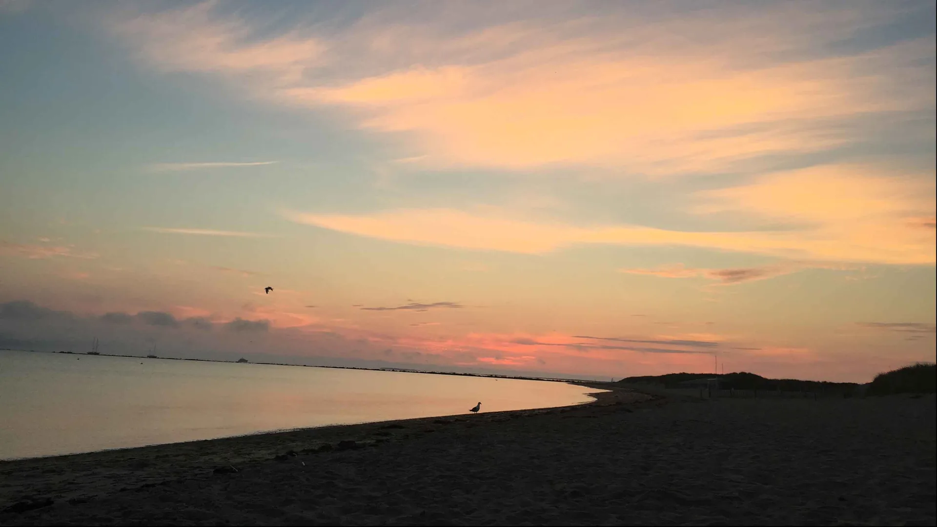 Jetties Beach at sunrise in late August: an empty curve of sand, a single gull at the tide line, moored boats along the horizon under a pink and gold sky