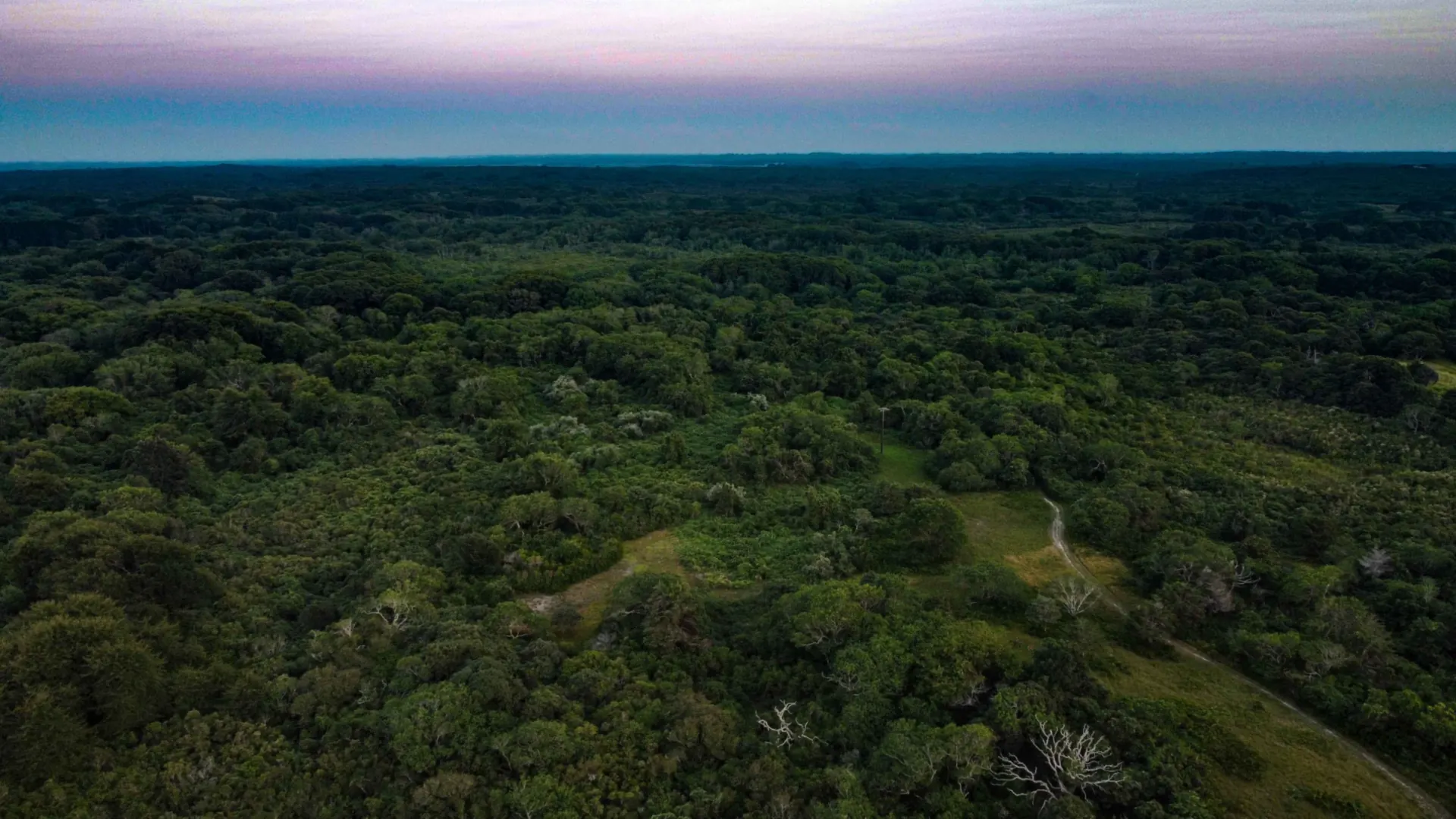 Aerial view over Nantucket's moors at dusk: unbroken low scrub and trees running to the horizon, a sand track at the lower right, a band of pink and blue sky above
