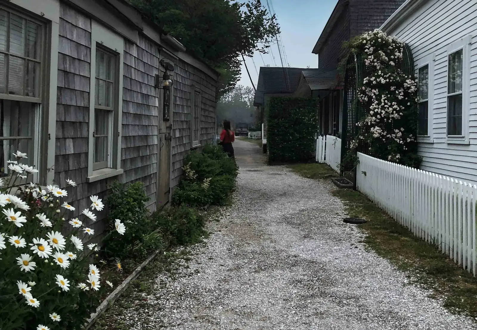 A crushed-shell lane between gray-shingled cottages and climbing roses in 'Sconset village