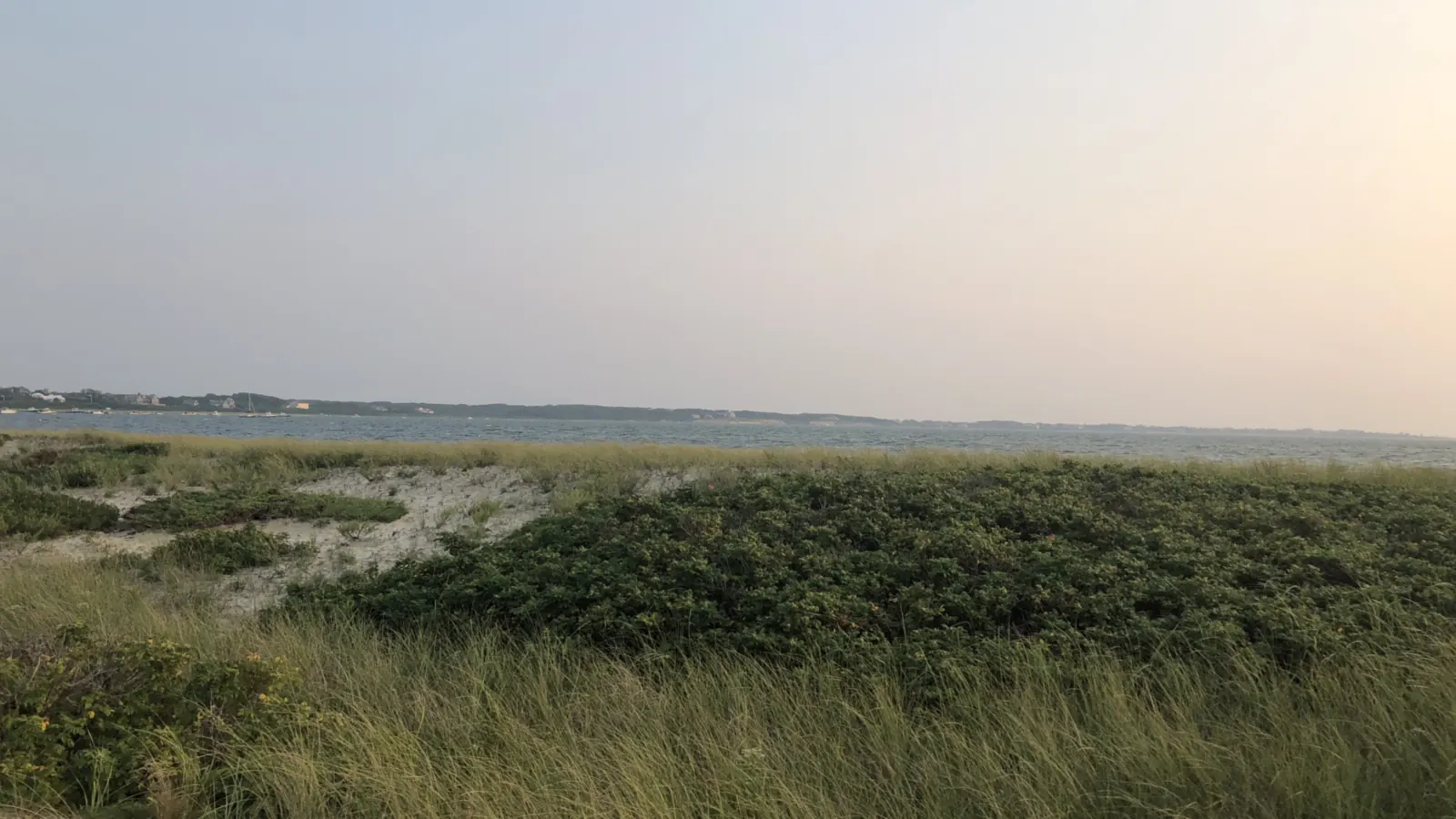 Dune grass and beach rose at Wauwinet in evening light, with calm water and a low shoreline beyond